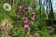 30 Fiori di silene dioica con 'soffione' di tarassaco